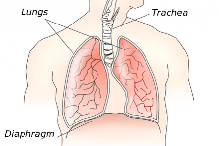 Atemwegserkrankungen Vitamin D Mangel Atemwegserkrankungen Vitamin D Mangel