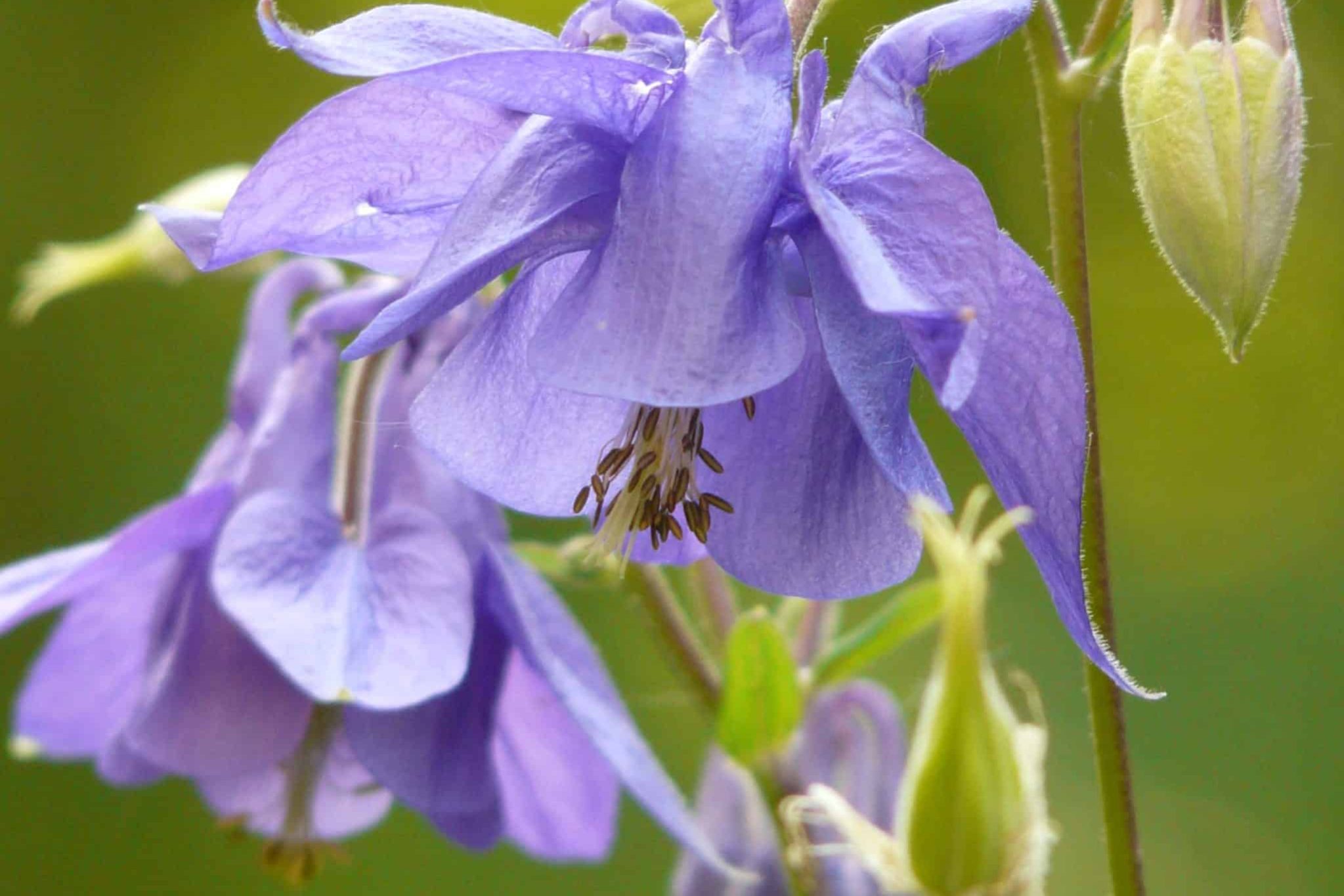 PMS und borrago officinalis borretsch