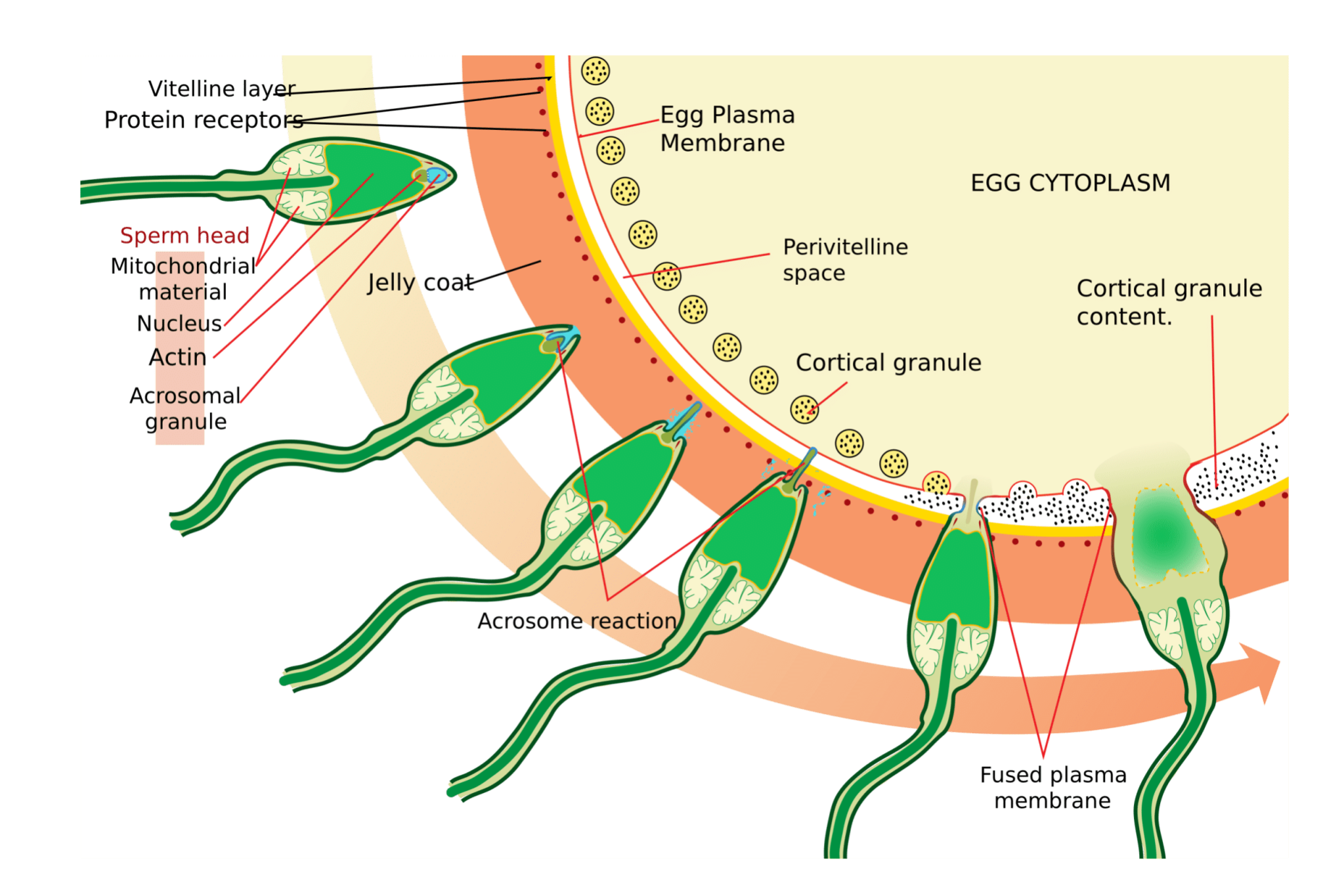 fruchtbarkeit-befruchtung Fruchtbarkeit Folsäure Schwangerschaft und Neuralrohrdefekte