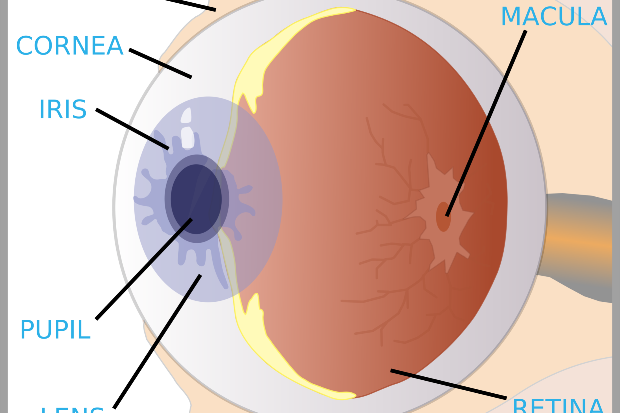 augen Diabetes diabetische Retinopathie augen Diabetes diabetische Retinopathie