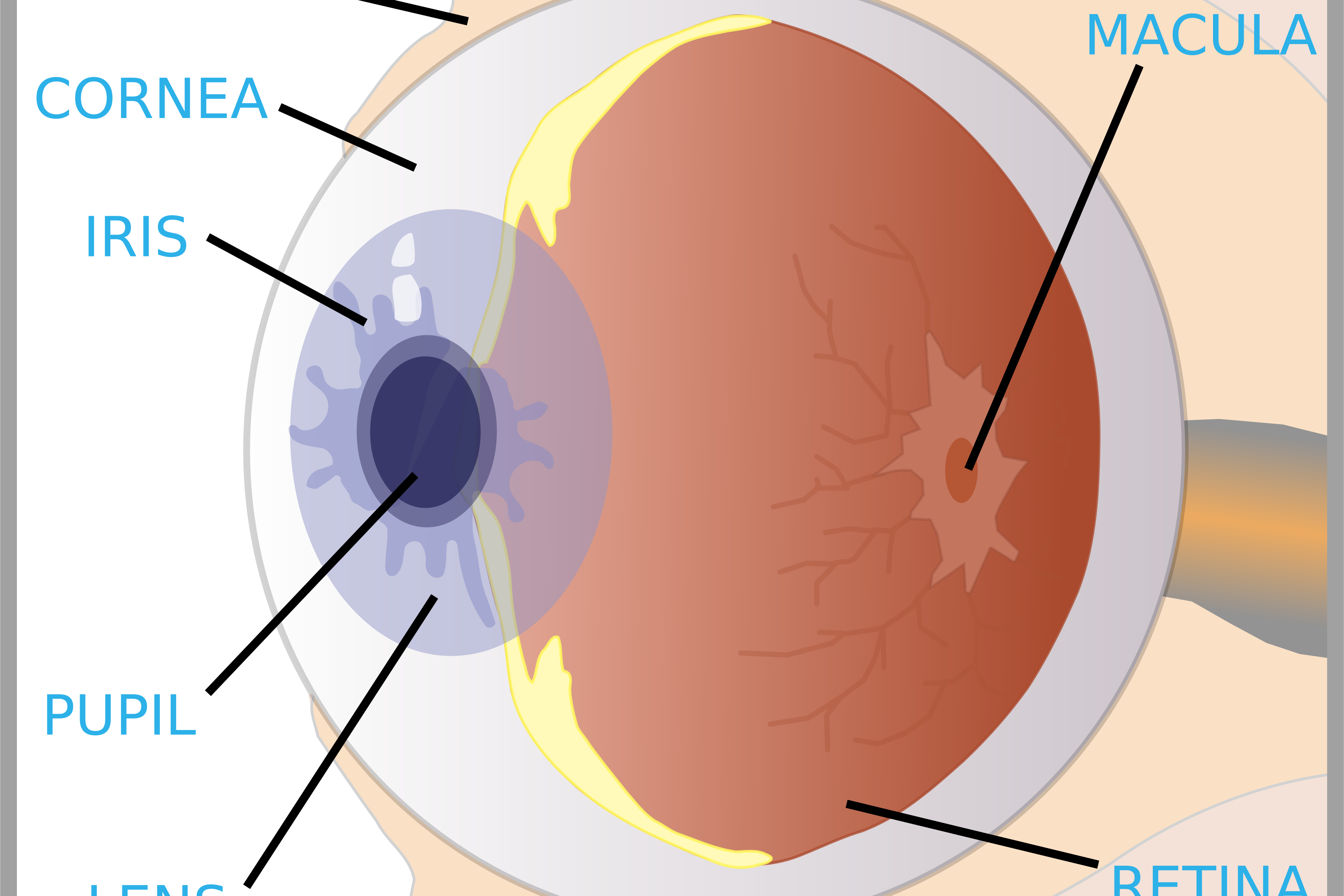 Diabetische Retinopathie vorbeugen mit Pinienrindenextrakt