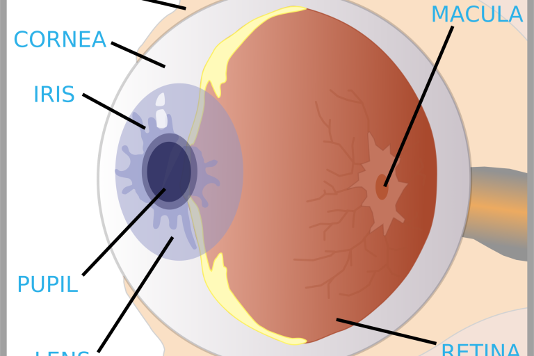 augen Diabetes diabetische Retinopathie augen Diabetes diabetische Retinopathie
