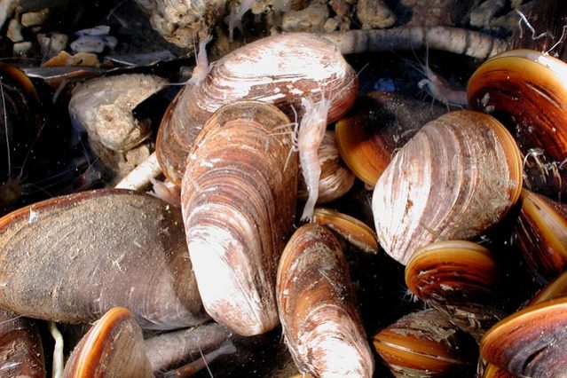 gruenlippmuschelextrakt