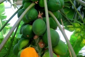 papaya ernaehrung ausgewogen