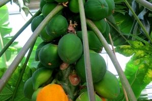 papaya ernaehrung ausgewogen