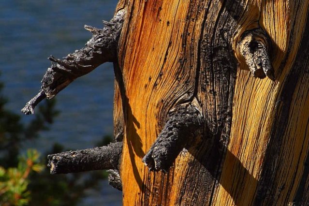 pycnogenol bei arthritis studie