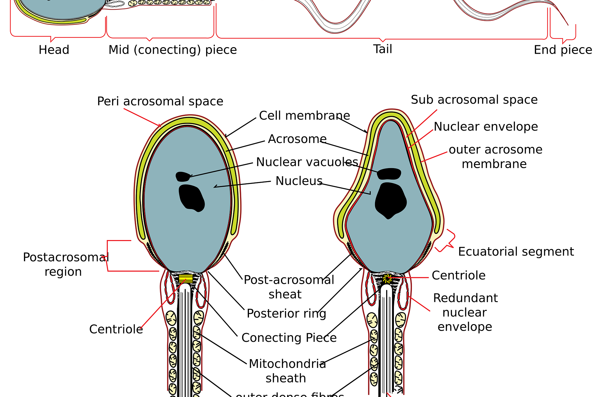 spermiogramm fruchtbarkeit Mann spermiogramm fruchtbarkeit Mann