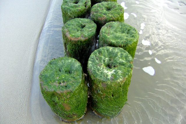 Seetang Polyphenole Fucoidan Seetang Polyphenole Fucoidan