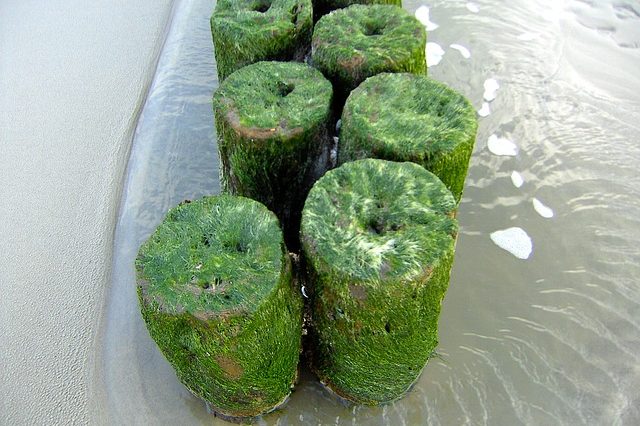 Seetang Polyphenole Fucoidan Seetang Polyphenole Fucoidan