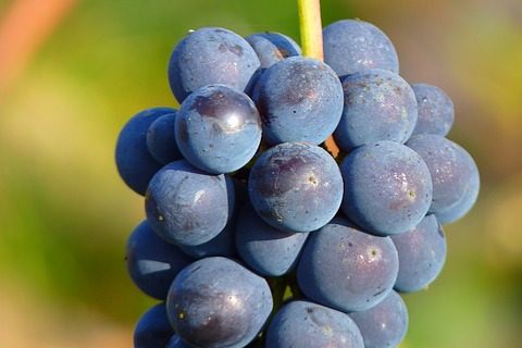 resveratrol Traubenkernextrakt Cholesterinspiegel resveratrol Traubenkernextrakt Cholesterinspiegel