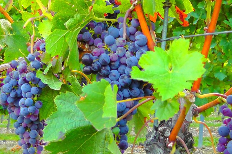 resveratrol schützt vor Nervenschäden resveratrol schützt vor Nervenschäden