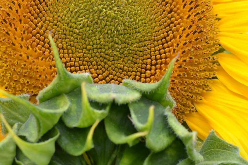 Vitamin D stärkt das Immunsystem Vitamin D stärkt das Immunsystem