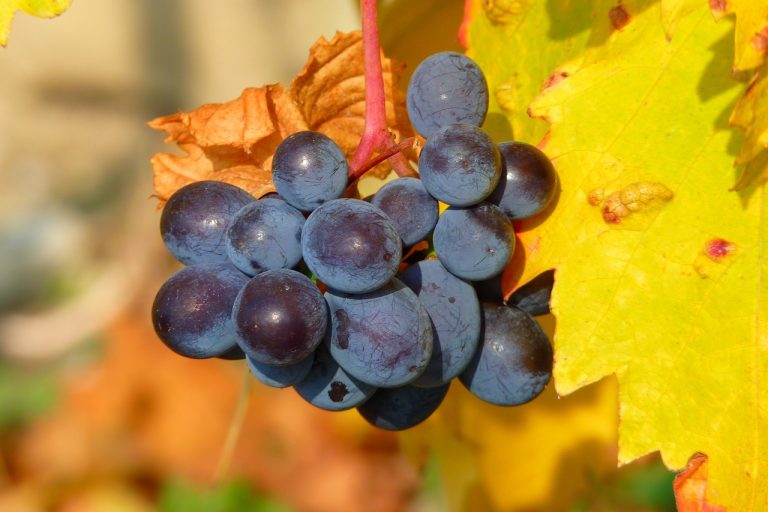 trauben resveratrol Traubenkernextrakt bei diabetes