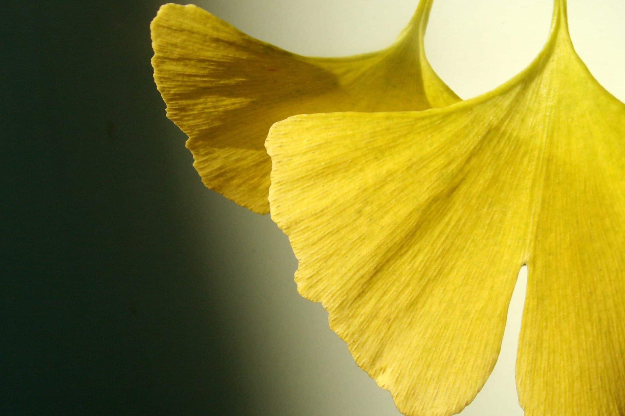 Ginkgo Wirksamkeit Gedächtnis und Demenz Ginkgo Wirksamkeit Gedächtnis bei MS