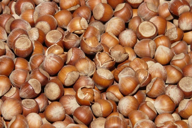 Nüsse sind gesund So gesund sind Nüsse