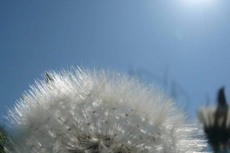 asthma allergie vitamine therapie