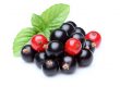 Cranberry Wirkung