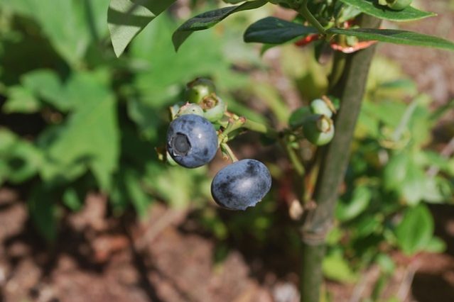 blaubeeren Antioxidantien: Wirkung und Irrtümer