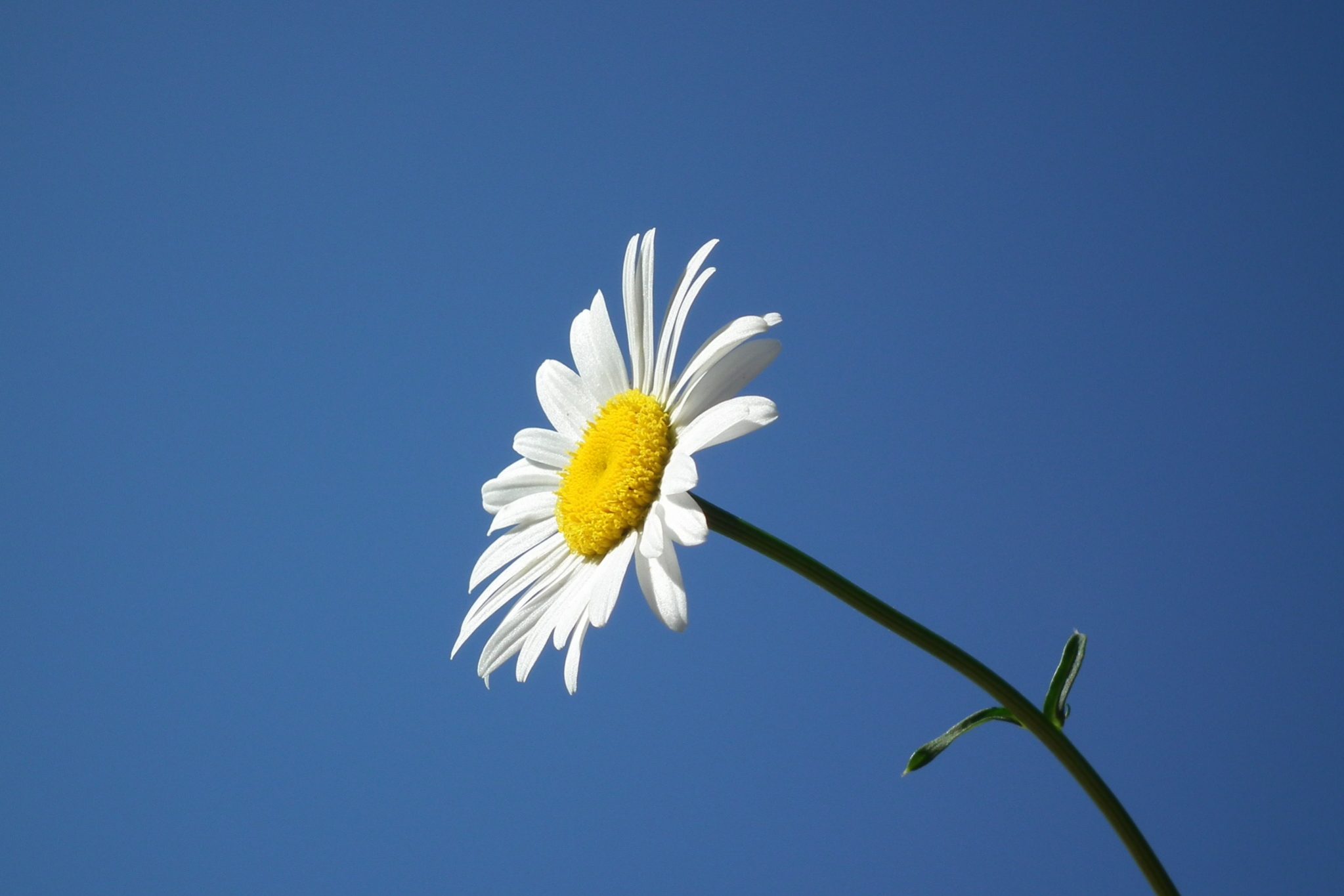 Allergien, Asthma und Vitamin D Allergien, Asthma und Vitamin D