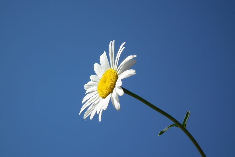 Allergien, Asthma und Vitamin D Allergien, Asthma und Vitamin D
