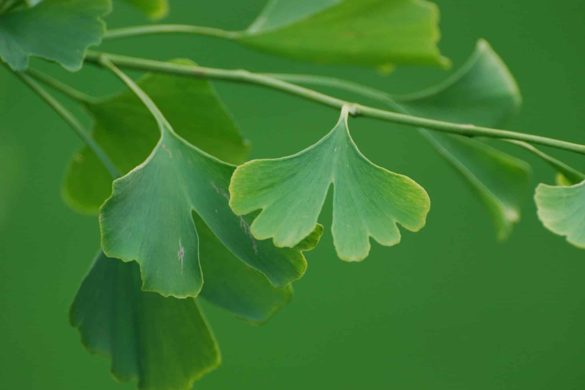 ginkgo biloba Kapseln und Studie Wirkung ginkgo biloba Kapseln und Studie Wirkung