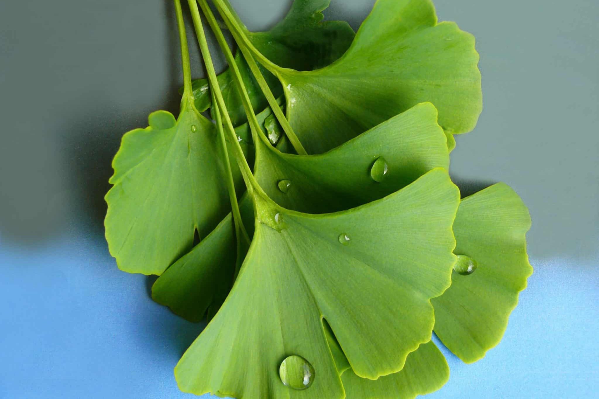 ginkgo biloba gedaechtnis wirksam ginkgo biloba gedaechtnis wirksam