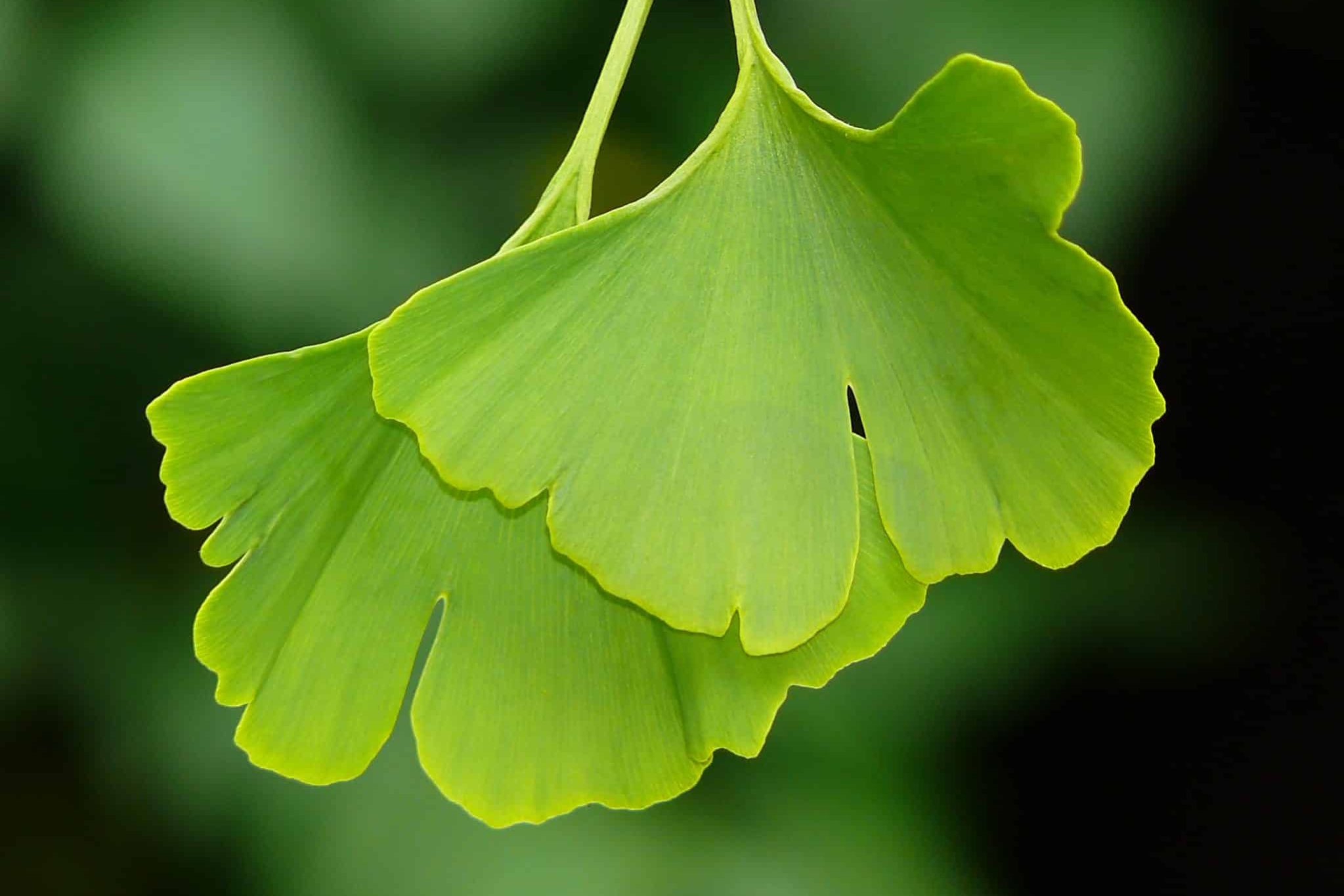 ginkgo biloba Demenz Gedächtnis ginkgo biloba Demenz Gedächtnis