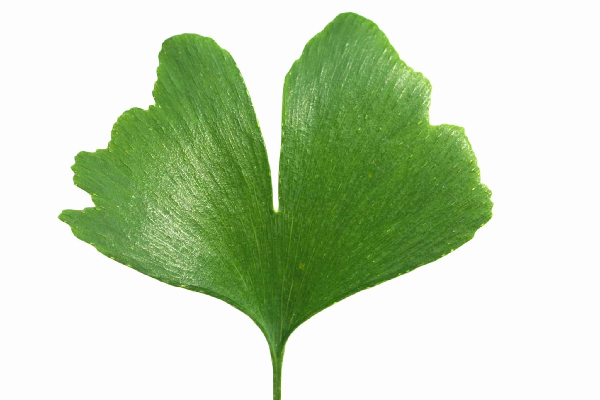 Ginkgo biloba wirksam Ginkgo biloba wirksam