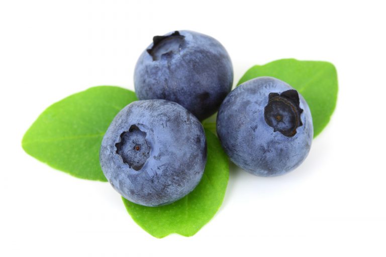johannisbeeren asthma OPC resveratrol johannisbeeren asthma OPC resveratrol