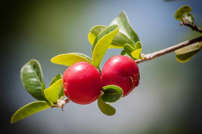 Cranberry Extrakte gegen Krebs Cranberry Extrakte gegen Krebs
