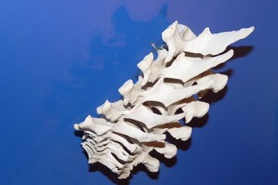 Magnesium Sterblichkeit